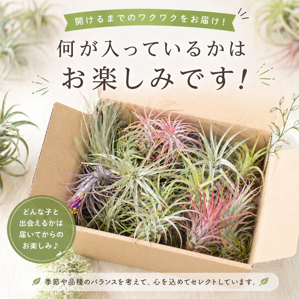【現品】チランジア・エーレルシアナ　A5番　エアープランツ（エアプランツ） エーレルシアナ – Air Plant Hub